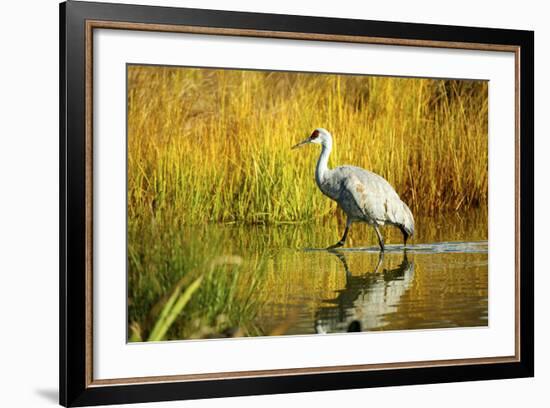 Sandhill Crane, Grus Canadensis, Stalking in Marsh-Richard Wright-Framed Photographic Print