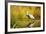 Sandhill Crane, Grus Canadensis, Stalking in Marsh-Richard Wright-Framed Photographic Print