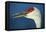 Sandhill Crane, Grus Canadensis with Beak Open in Call-Richard Wright-Framed Premier Image Canvas