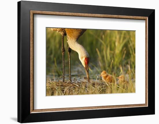 Sandhill Crane (Grus Canadensis) with Two Newly Hatched Chicks on a Nest in a Flooded Pasture-Gerrit Vyn-Framed Photographic Print