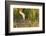 Sandhill Crane (Grus Canadensis) with Two Newly Hatched Chicks on a Nest in a Flooded Pasture-Gerrit Vyn-Framed Photographic Print