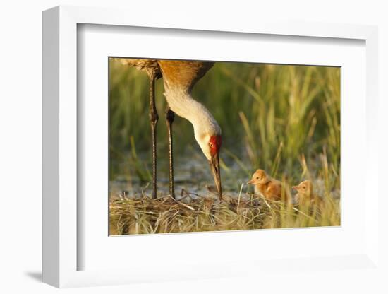 Sandhill Crane (Grus Canadensis) with Two Newly Hatched Chicks on a Nest in a Flooded Pasture-Gerrit Vyn-Framed Photographic Print