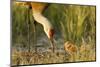 Sandhill Crane (Grus Canadensis) with Two Newly Hatched Chicks on a Nest in a Flooded Pasture-Gerrit Vyn-Mounted Photographic Print