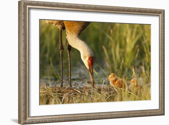 Sandhill Crane (Grus Canadensis) with Two Newly Hatched Chicks on a Nest in a Flooded Pasture-Gerrit Vyn-Framed Photographic Print