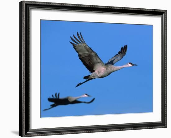 Sandhill Crane in Flight, Bosque del Apache National Wildlife Refuge, New Mexico, USA-Charles Sleicher-Framed Photographic Print