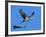 Sandhill Crane in Flight, Bosque del Apache National Wildlife Refuge, New Mexico, USA-Charles Sleicher-Framed Photographic Print