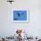 Sandhill Crane in Flight, Bosque del Apache National Wildlife Refuge, New Mexico, USA-Charles Sleicher-Framed Photographic Print displayed on a wall