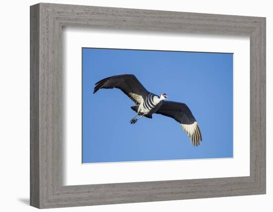 Sandhill Crane in Flight, Bosque Del Apache, New Mexico-Paul Souders-Framed Photographic Print