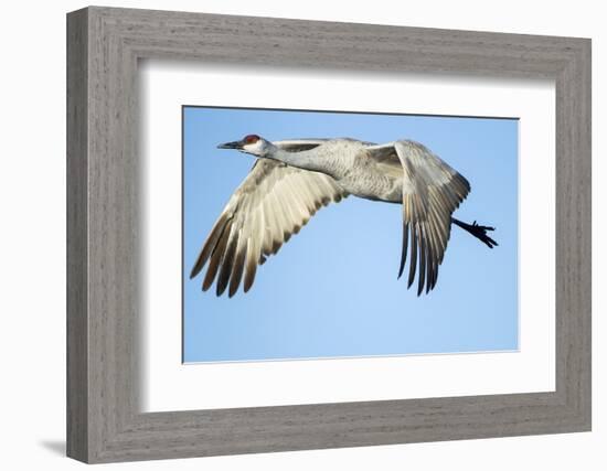 Sandhill Crane in Flight, Bosque Del Apache, New Mexico-Paul Souders-Framed Photographic Print