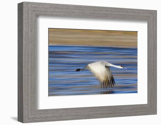 Sandhill Crane in Flight, Bosque Del Apache, New Mexico-Paul Souders-Framed Photographic Print