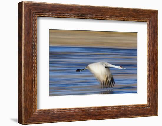 Sandhill Crane in Flight, Bosque Del Apache, New Mexico-Paul Souders-Framed Photographic Print