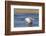 Sandhill Crane in Flight, Bosque Del Apache, New Mexico-Paul Souders-Framed Photographic Print