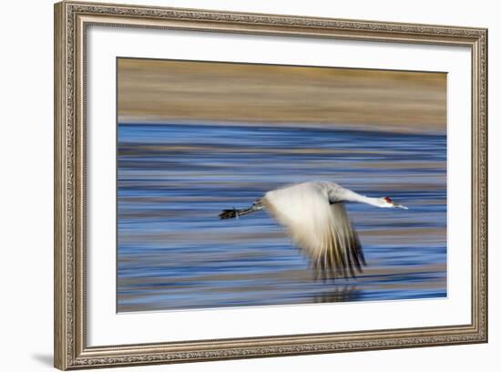 Sandhill Crane in Flight, Bosque Del Apache, New Mexico-Paul Souders-Framed Photographic Print