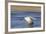 Sandhill Crane in Flight, Bosque Del Apache, New Mexico-Paul Souders-Framed Photographic Print