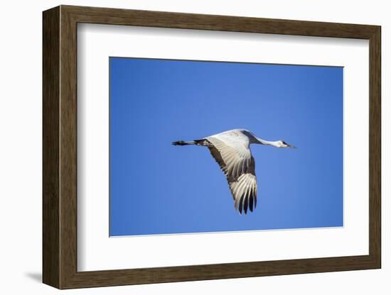 Sandhill Crane in Flight, Bosque Del Apache, New Mexico-Paul Souders-Framed Photographic Print