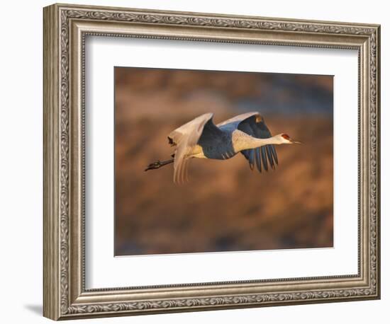 Sandhill Crane in Flight , New Mexico, USA-Larry Ditto-Framed Photographic Print