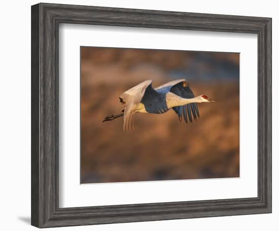 Sandhill Crane in Flight , New Mexico, USA-Larry Ditto-Framed Photographic Print