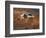 Sandhill Crane in Flight , New Mexico, USA-Larry Ditto-Framed Photographic Print