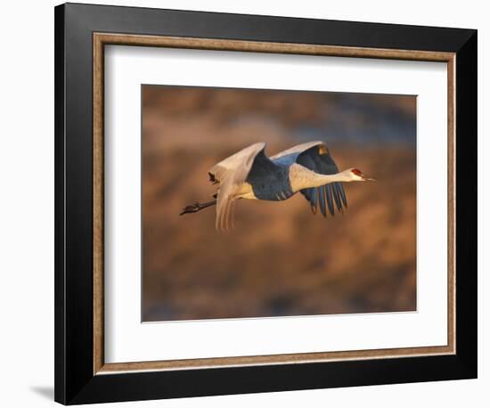 Sandhill Crane in Flight , New Mexico, USA-Larry Ditto-Framed Photographic Print