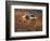 Sandhill Crane in Flight , New Mexico, USA-Larry Ditto-Framed Photographic Print