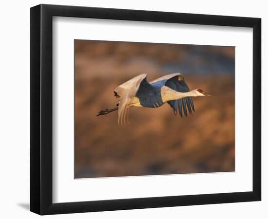 Sandhill Crane in Flight , New Mexico, USA-Larry Ditto-Framed Photographic Print