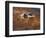 Sandhill Crane in Flight , New Mexico, USA-Larry Ditto-Framed Photographic Print