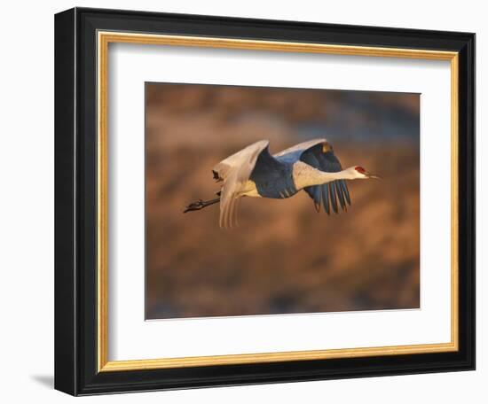 Sandhill Crane in Flight , New Mexico, USA-Larry Ditto-Framed Photographic Print