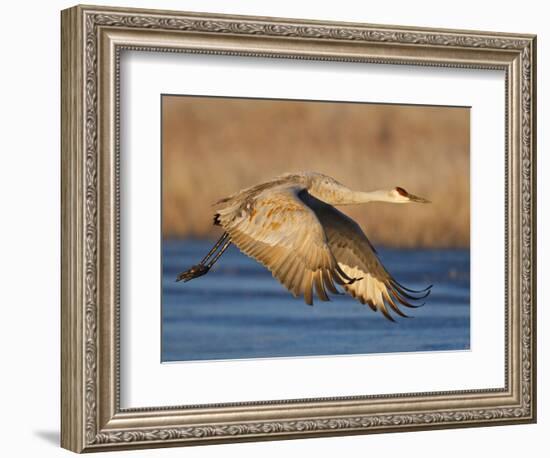 Sandhill Crane in Flight , New Mexico, USA-Larry Ditto-Framed Photographic Print