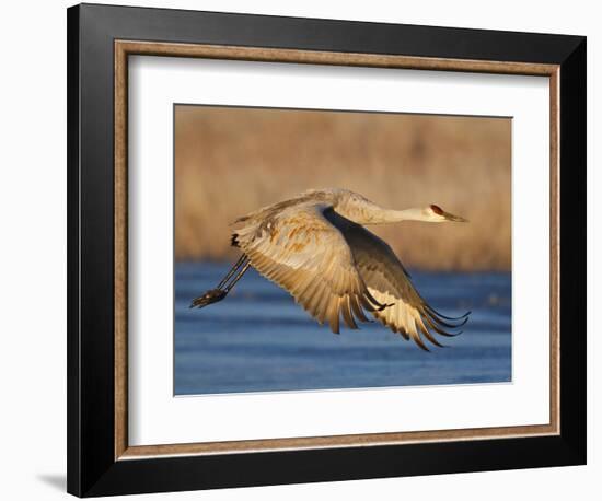 Sandhill Crane in Flight , New Mexico, USA-Larry Ditto-Framed Photographic Print