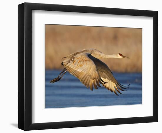 Sandhill Crane in Flight , New Mexico, USA-Larry Ditto-Framed Photographic Print