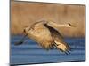 Sandhill Crane in Flight , New Mexico, USA-Larry Ditto-Mounted Photographic Print