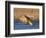 Sandhill Crane in Flight , New Mexico, USA-Larry Ditto-Framed Photographic Print