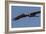 Sandhill Crane in Flight-Galloimages Online-Framed Photographic Print