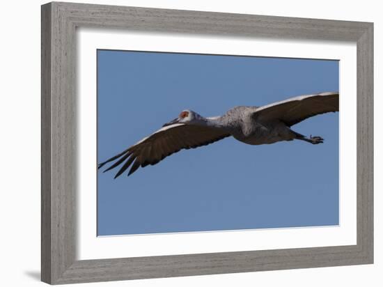 Sandhill Crane in Flight-Galloimages Online-Framed Photographic Print