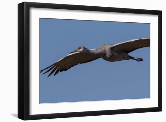 Sandhill Crane in Flight-Galloimages Online-Framed Photographic Print