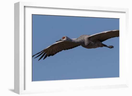 Sandhill Crane in Flight-Galloimages Online-Framed Photographic Print