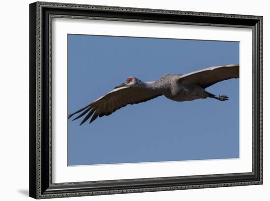 Sandhill Crane in Flight-Galloimages Online-Framed Photographic Print