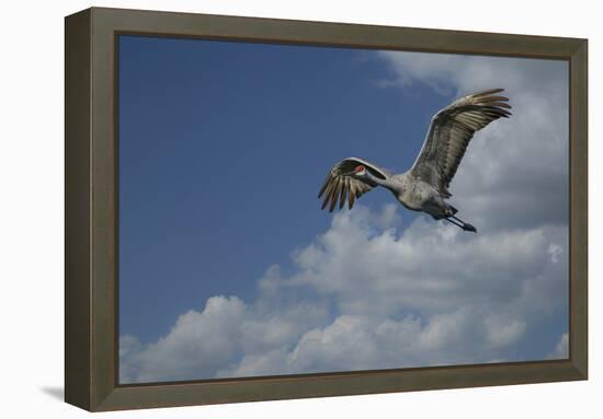 Sandhill Crane In Flight-Galloimages Online-Framed Premier Image Canvas