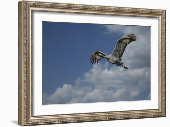 Sandhill Crane In Flight-Galloimages Online-Framed Photographic Print