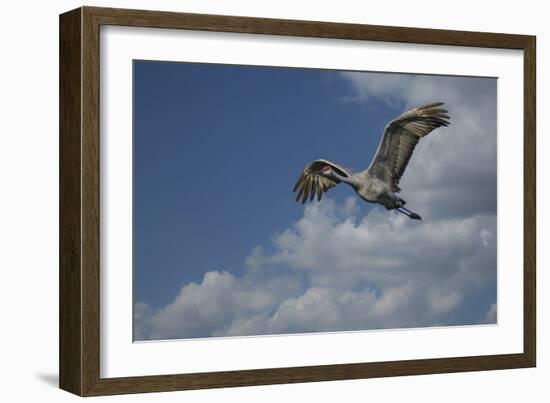 Sandhill Crane In Flight-Galloimages Online-Framed Photographic Print