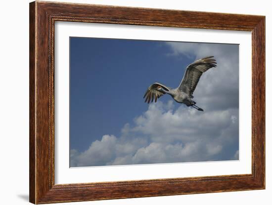 Sandhill Crane In Flight-Galloimages Online-Framed Photographic Print