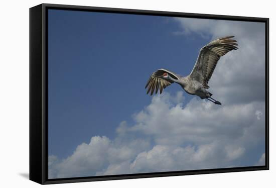 Sandhill Crane In Flight-Galloimages Online-Framed Stretched Canvas
