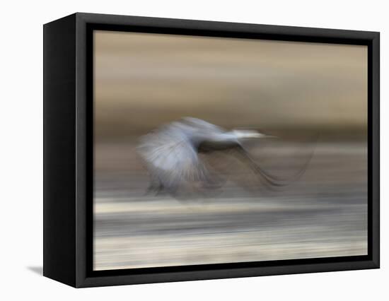 Sandhill Crane in motion Bosque del Apache NWR, New Mexico-Maresa Pryor-Framed Premier Image Canvas