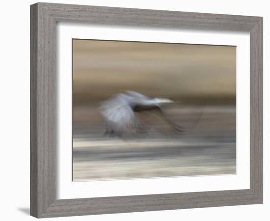 Sandhill Crane in motion Bosque del Apache NWR, New Mexico-Maresa Pryor-Framed Photographic Print