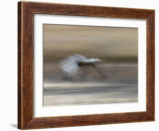 Sandhill Crane in motion Bosque del Apache NWR, New Mexico-Maresa Pryor-Framed Photographic Print