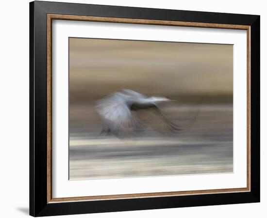 Sandhill Crane in motion Bosque del Apache NWR, New Mexico-Maresa Pryor-Framed Photographic Print