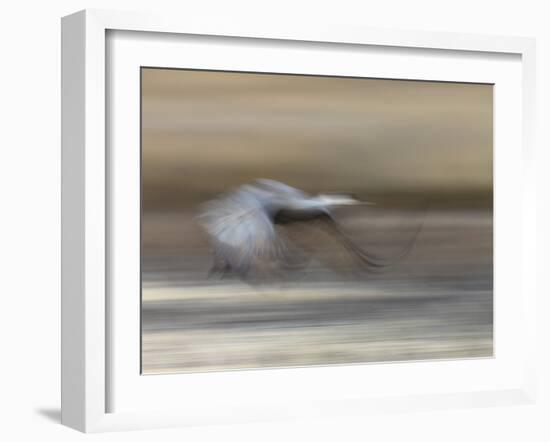 Sandhill Crane in motion Bosque del Apache NWR, New Mexico-Maresa Pryor-Framed Photographic Print