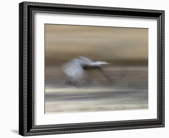 Sandhill Crane in motion Bosque del Apache NWR, New Mexico-Maresa Pryor-Framed Photographic Print