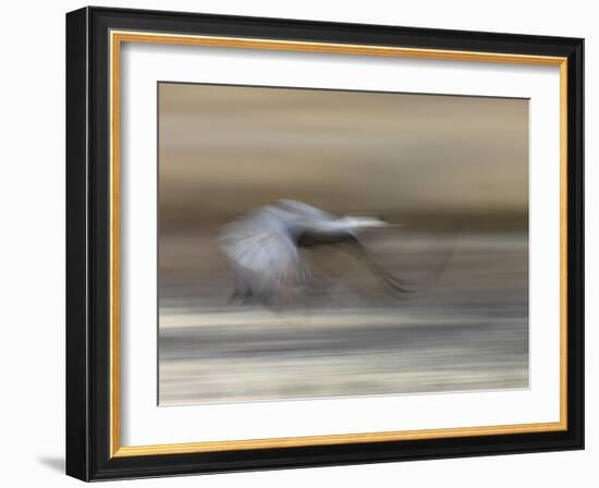 Sandhill Crane in motion Bosque del Apache NWR, New Mexico-Maresa Pryor-Framed Photographic Print