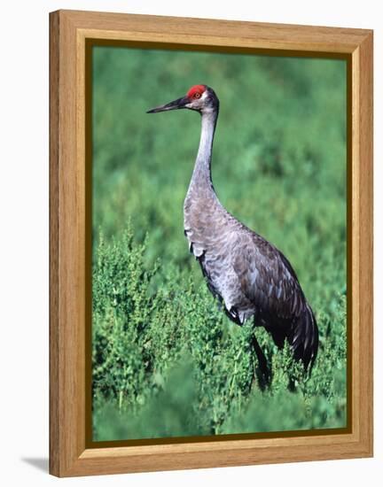 Sandhill Crane, Myakka River State Park, Florida, USA-Charles Sleicher-Framed Premier Image Canvas